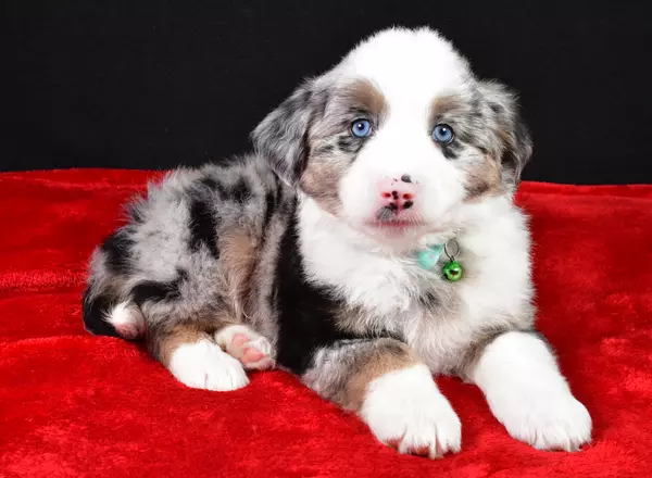 Miniature Australian Shepherd - Rex