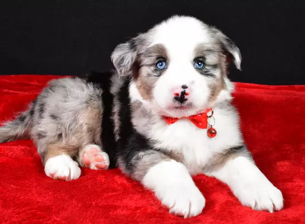 Miniature Australian Shepherd - Reed