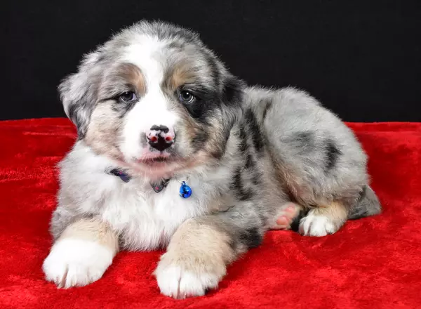 Miniature Australian Shepherd - Roscoe