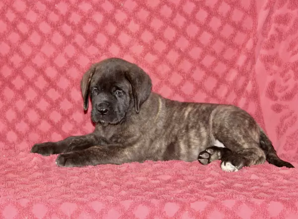 English Mastiff - Brady