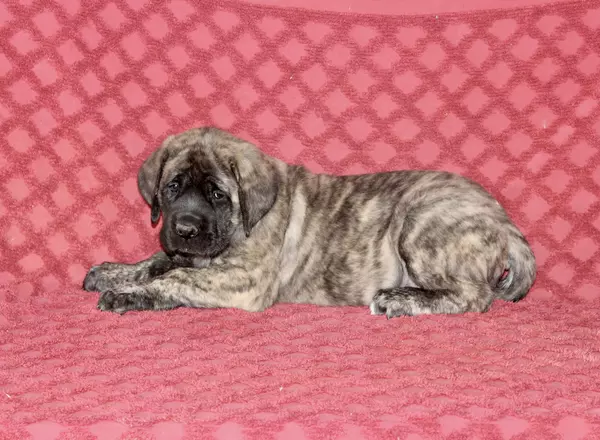 English Mastiff - Shelly