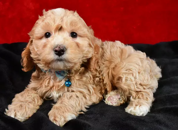 Cavapoo - Bentley