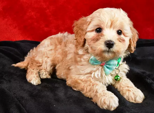 Cavapoo - Bo