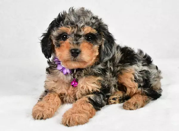 Cavapoo - Bridget