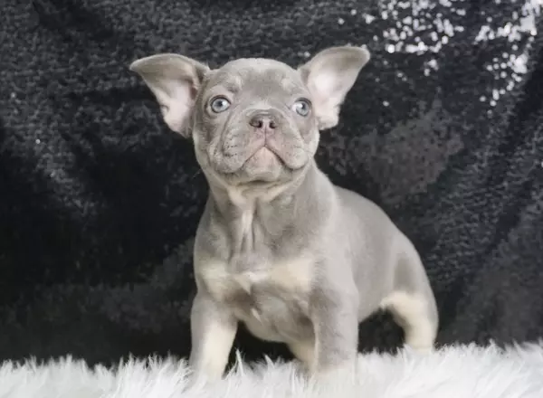 French Bulldog - Lilac