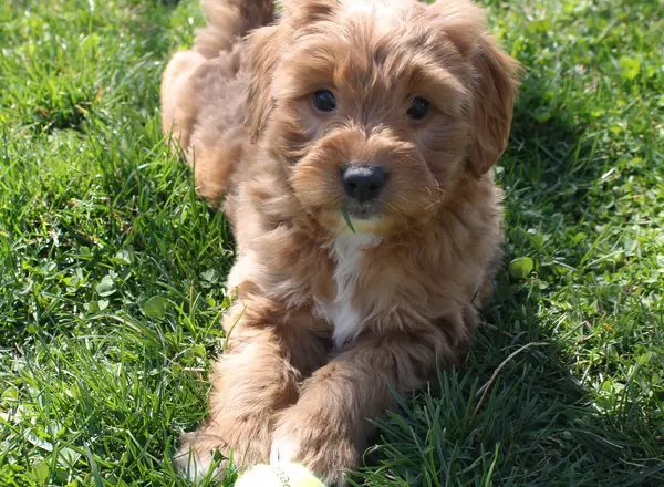 Mini Goldendoodle - Jasper