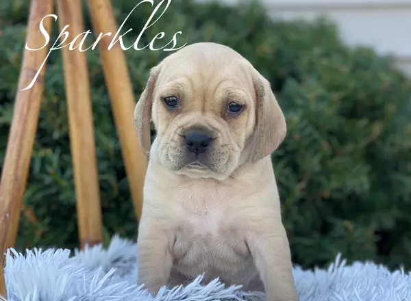 Puggle - Sparkles