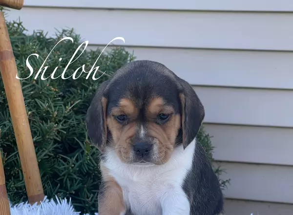 Puggle - Shiloh