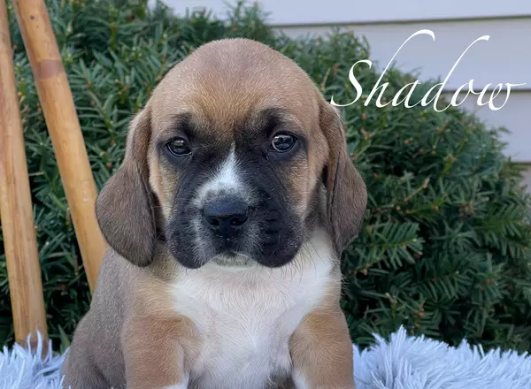 Puggle - Shadow