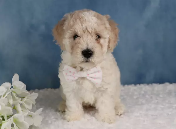 Mini Sheepadoodle - Marshmello