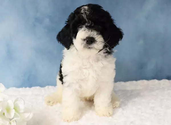 Mini Sheepadoodle - Marco