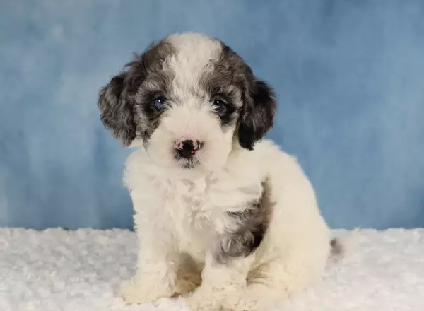 Mini Sheepadoodle - Marley