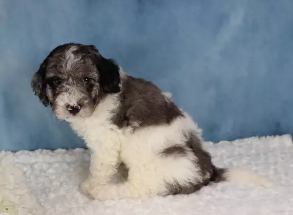 Mini Sheepadoodle - Mac