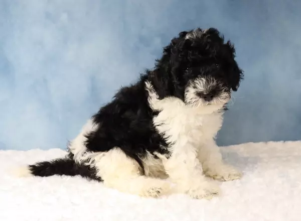 Mini Sheepadoodle - Mario