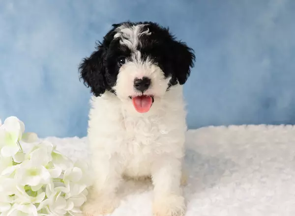 Mini Sheepadoodle - Mini Mouse