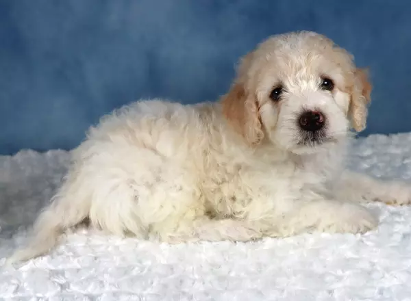 Mini Sheepadoodle - Mugsy