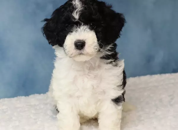 Mini Sheepadoodle - Myla