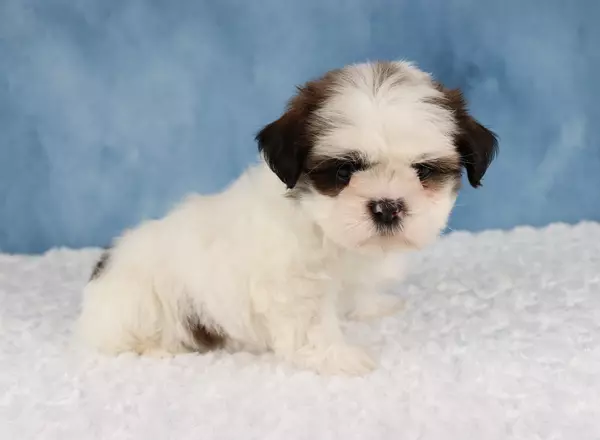 Shih Tzu - Hudson