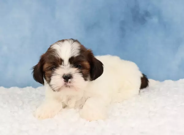 Shih Tzu - Hayden