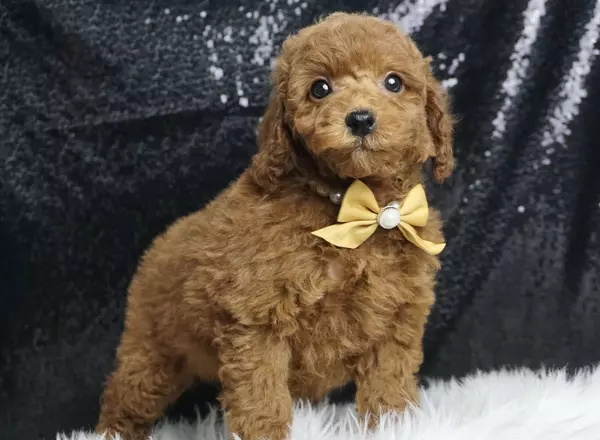 Miniature Poodle - Olive