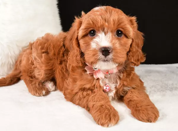 Cavapoo - Darling