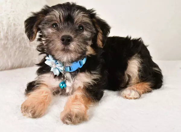 Yorkie-Chon - Emily