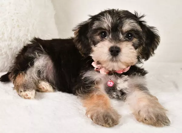 Yorkie-Chon - Elsie