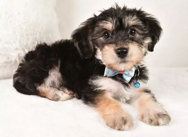 Yorkie-Chon - Elmo
