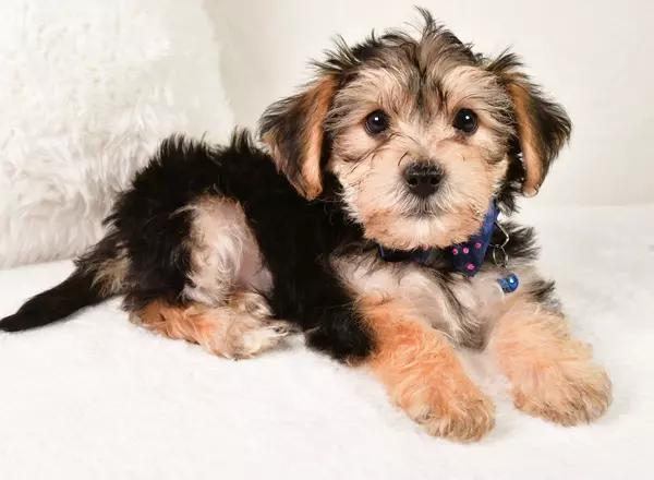 Yorkie-Chon - Eliminator