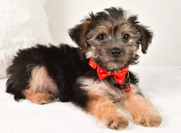Yorkie-Chon - Eddy