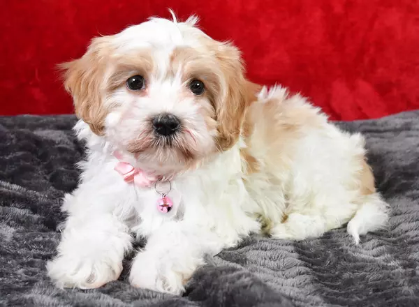 Cavachon - Gina