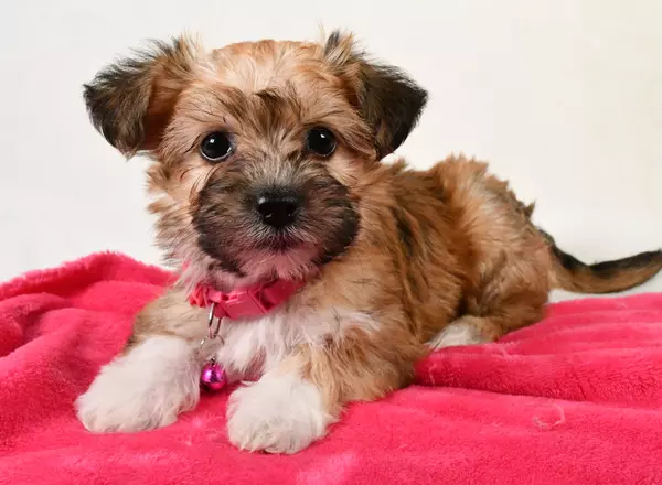 Yorkie-Chon - Dixie
