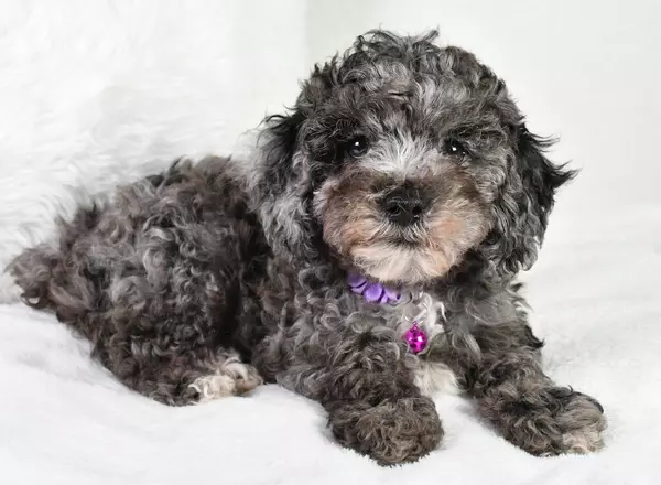 Miniature Poodle - Kylie