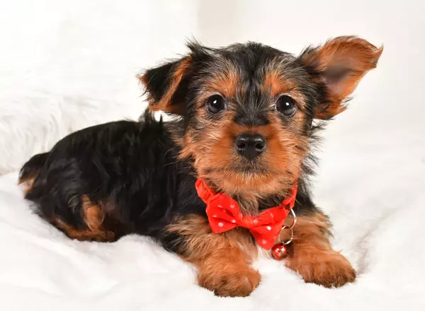 Yorkshire Terrier - Nugget