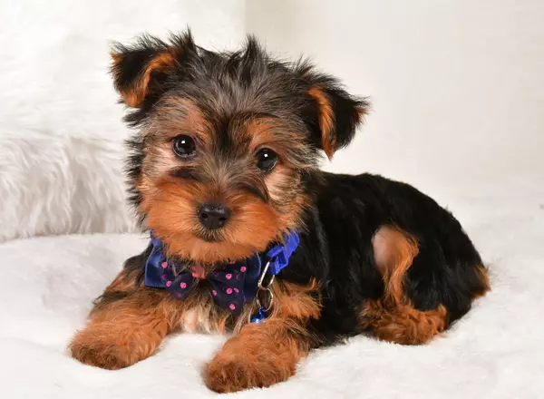 Yorkshire Terrier - Neal