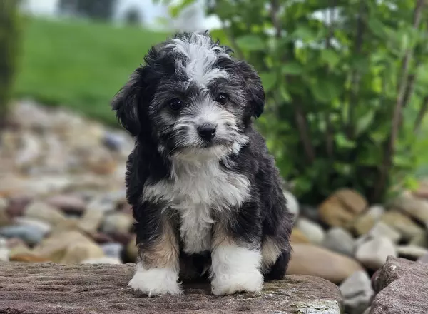 Mini Aussiedoodle - Campers