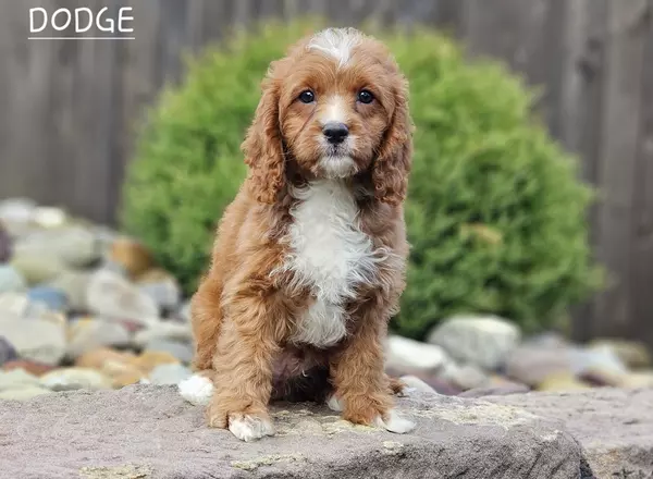 Cavapoo - DODGE