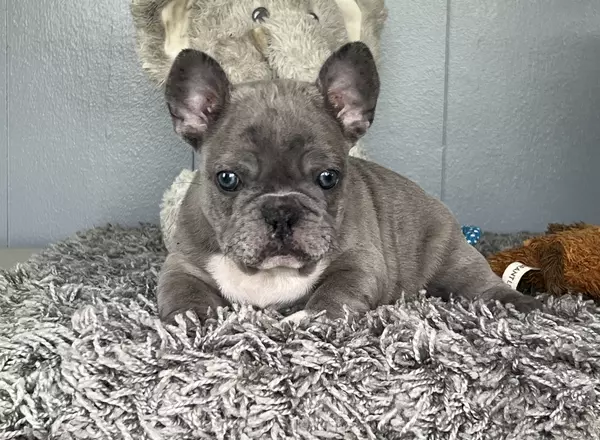 French Bulldog - Earl