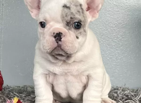 French Bulldog - Enzo