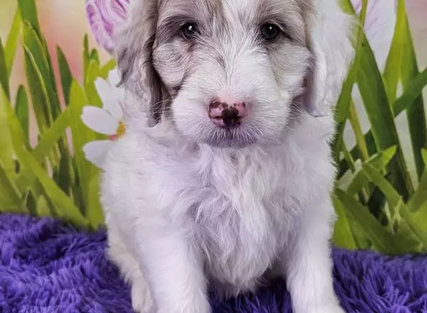 Mini Sheepadoodle - Muddy