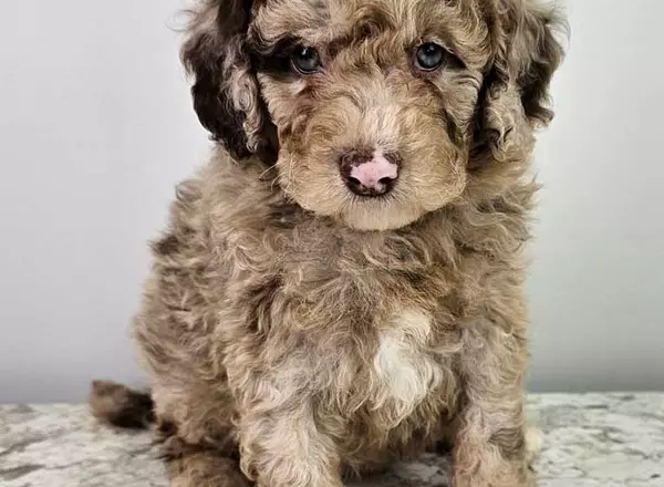 Mini Sheepadoodle - Britni