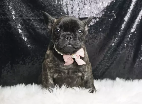 French Bulldog - Twilight Ember