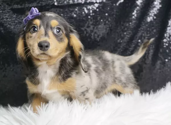 Dachshund - Cookies