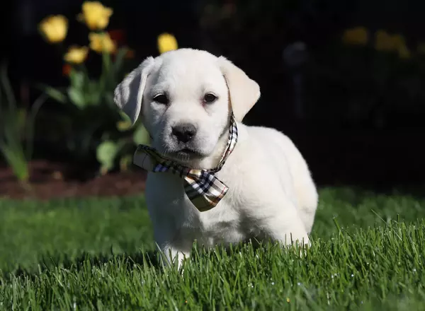 Labrador Retriever - Yellow - Lee