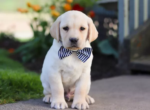 Labrador Retriever - Yellow - Les