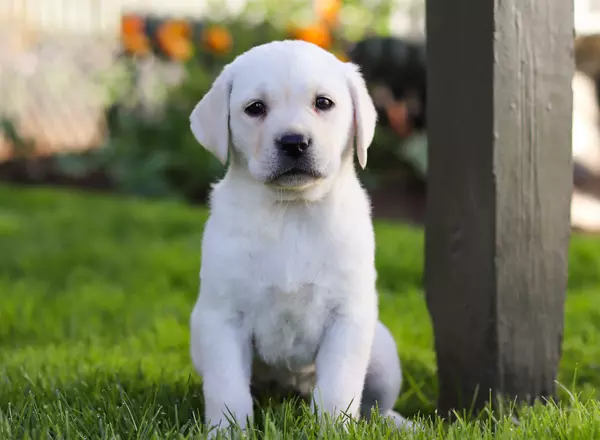 Labrador Retriever - Yellow - Lena