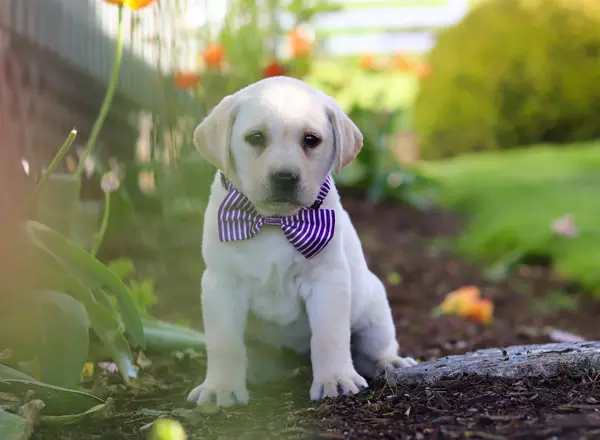 Labrador Retriever - Yellow - Lilly