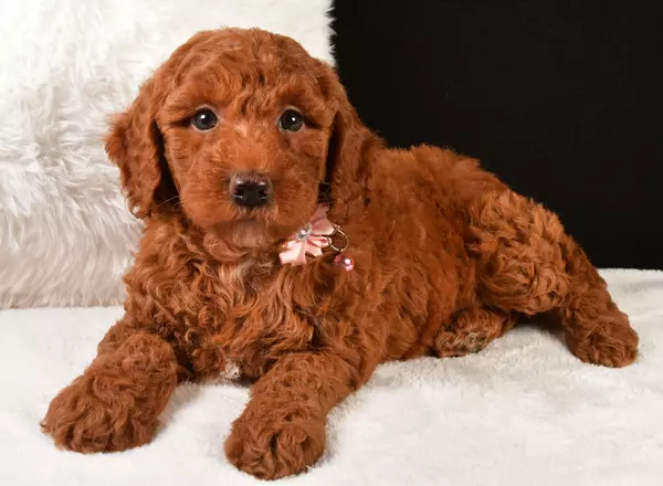 Miniature Poodle - Nikki