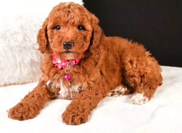 Miniature Poodle - Nina