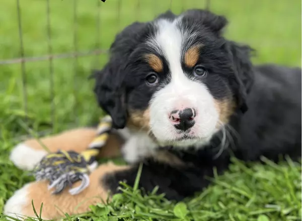 Bernese Mountain Dog - Turbo